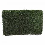 Related to Boxwood Hedge 6'